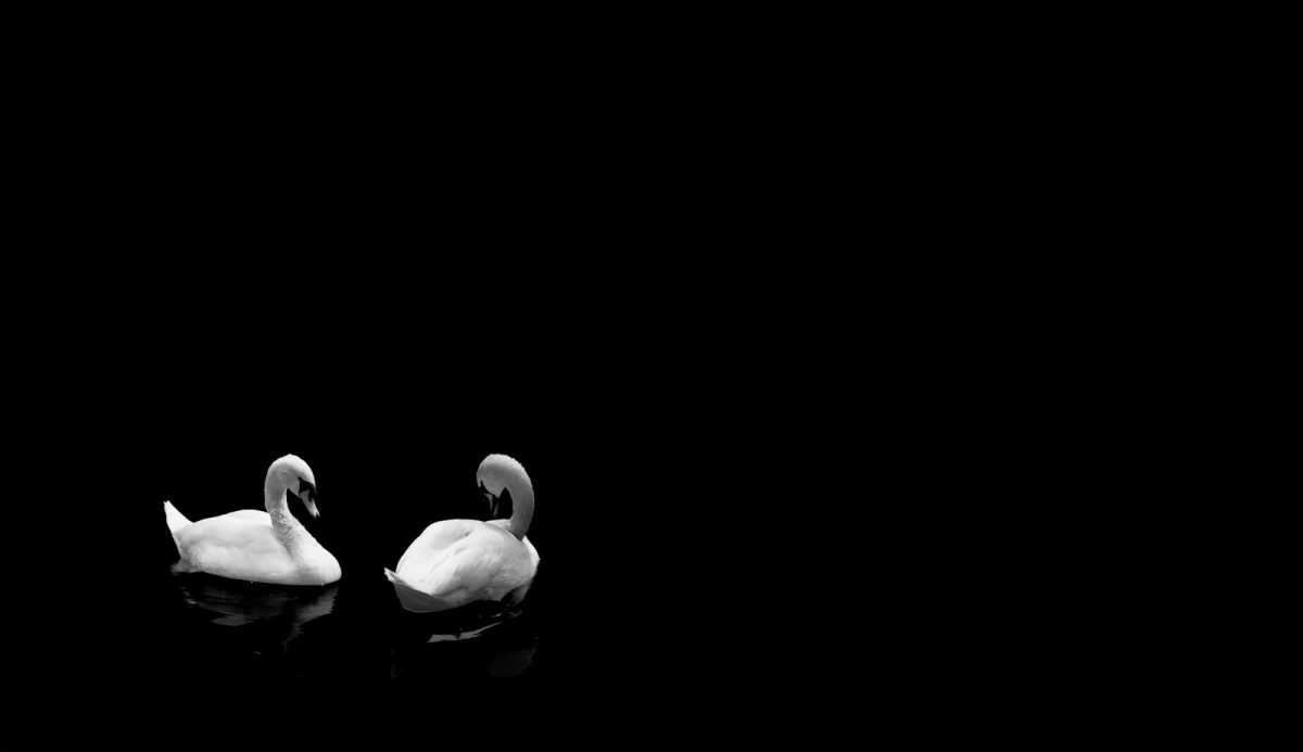 Due cigni bianchi che nuotano vicini sull'acqua scura