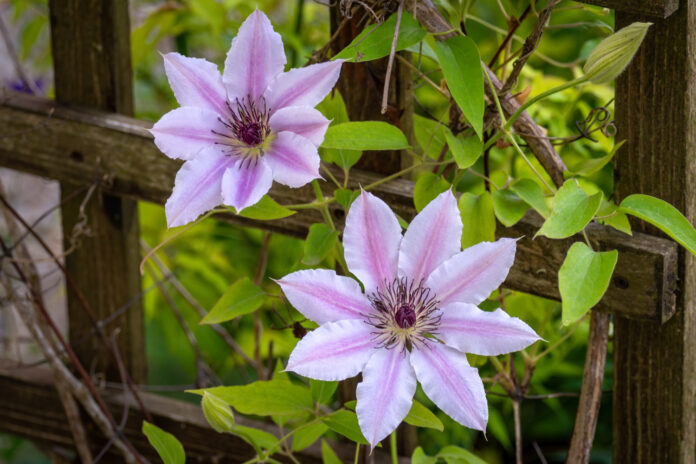 shot beautiful purple clematis lomonos flowers their full bloo