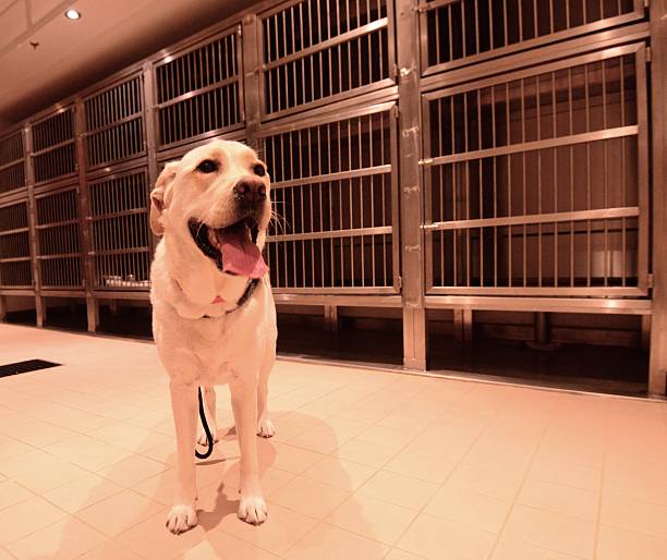 Pensione per cani
