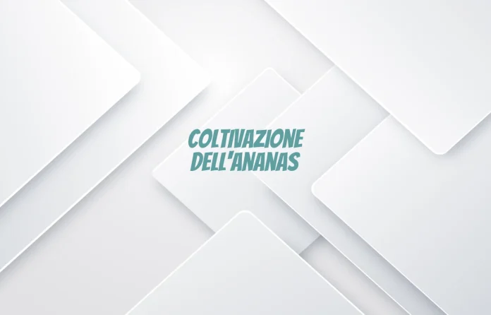 Coltivazione dellâ€™ananas