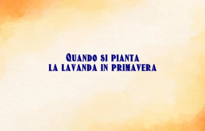 Quando si pianta la lavanda in primavera