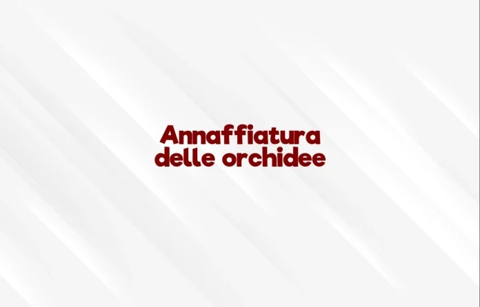 Annaffiatura delle orchidee