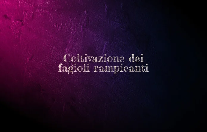 Coltivazione dei fagioli rampicanti