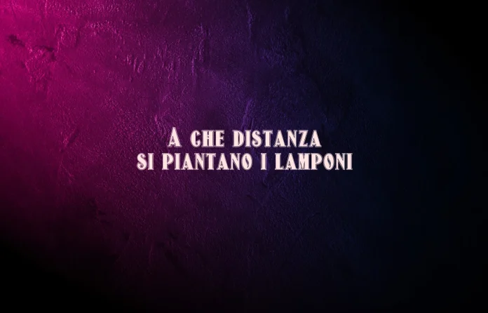 A quale distanza si piantano i lamponi
