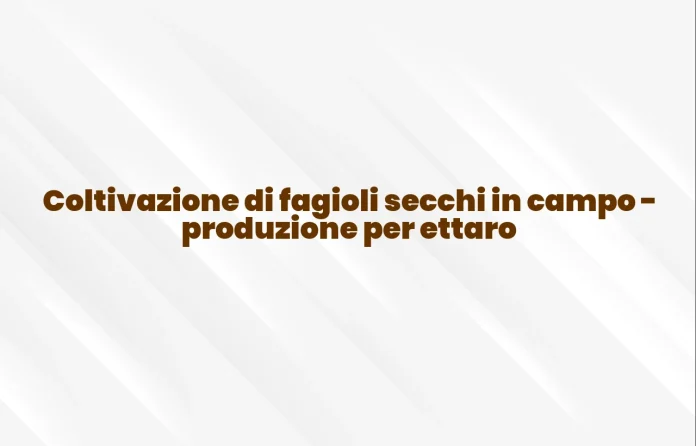 Coltivazione di fagioli da seme in campo produzione per ettaro