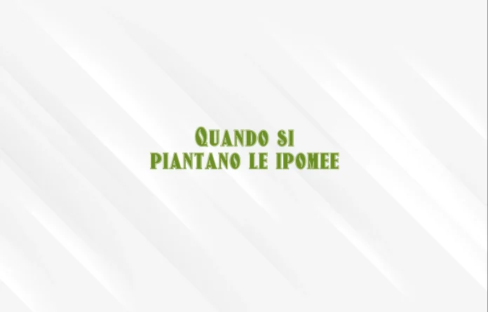 Quando si piantano le orecchie di elefante