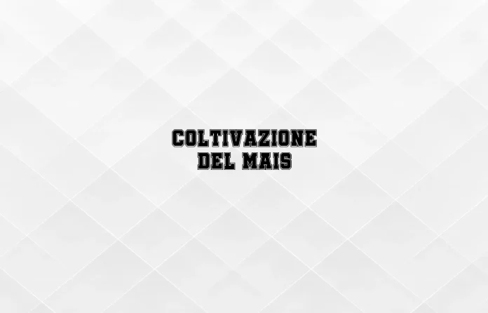 Coltivazione del mais