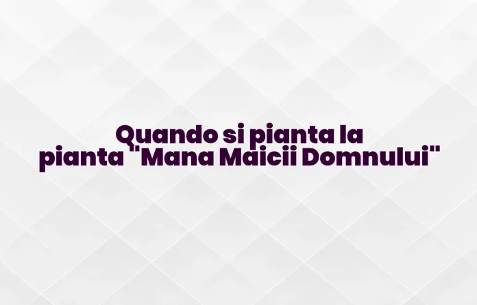 Quando si pianta la manna della Madonna