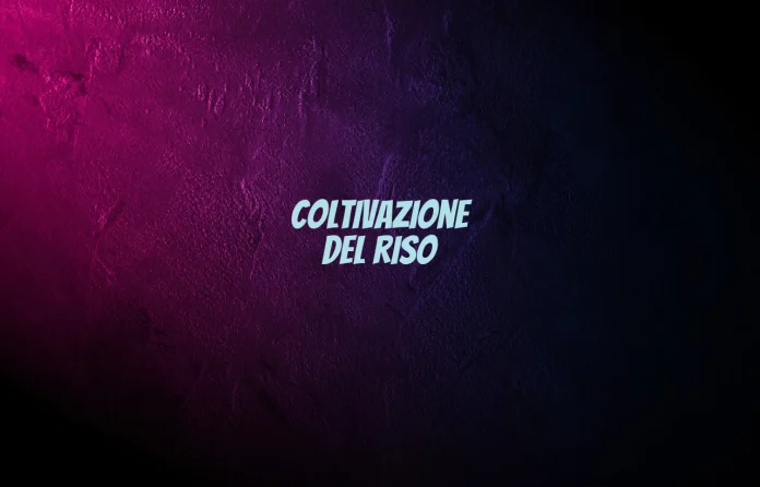 Coltivazione del riso