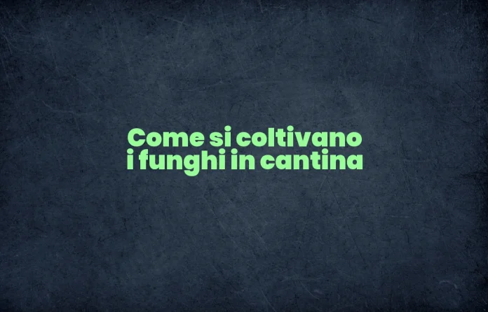 Coltivazione dei funghi in cantina