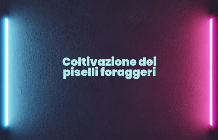 Coltivazione dei piselli da foraggio