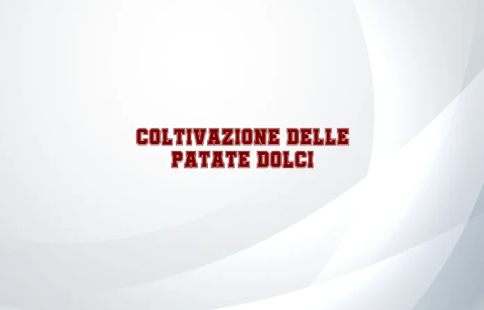 Come si coltivano le patate dolci