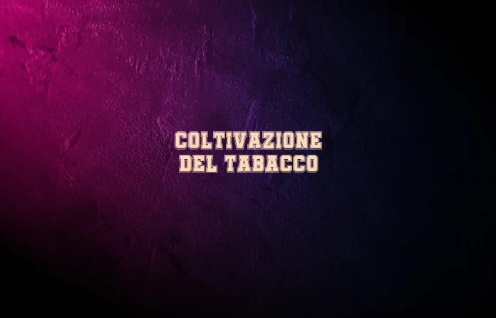 Coltivazione del tabacco