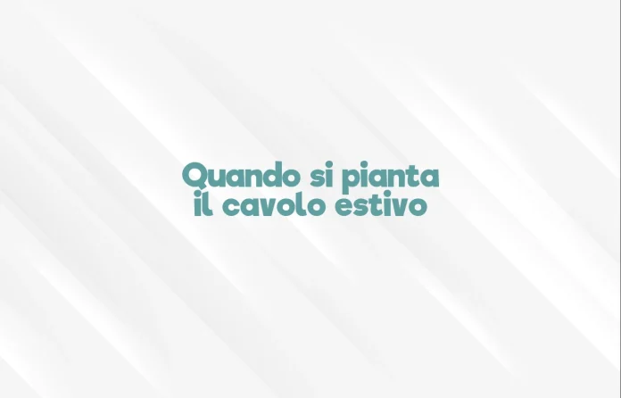 Quando si pianta il cavolo estivo