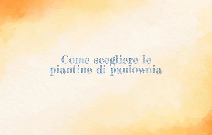 Piantine di Paulownia