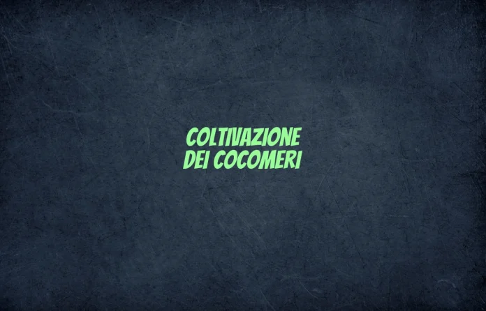 Coltivazione dei cocomeri