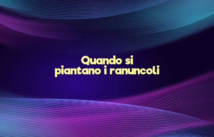 Quando si piantano i ranuncoli
