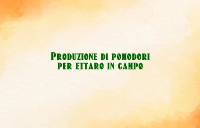 Produzione di pomodori per ettaro in campo