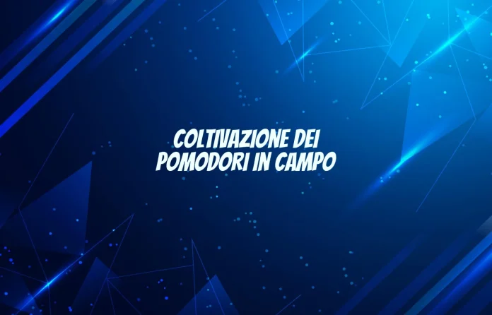 Coltivazione dei pomodori in campo