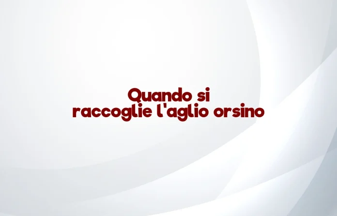 Quando si raccoglie l'ail