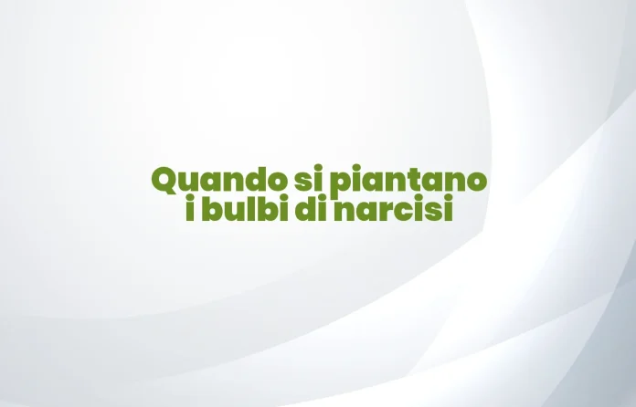 Quando si piantano i bulbi di narcisi