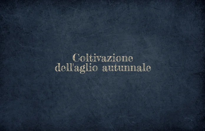 Coltivazione dellâ€™aglio autunnale