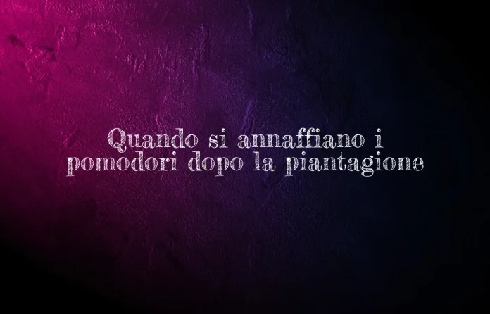 Quando si annaffiano i pomodori dopo il trapianto