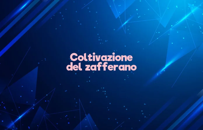Coltivazione dello zafferano