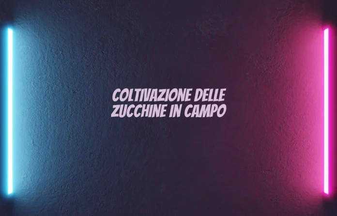 Coltivazione delle zucchine in campo