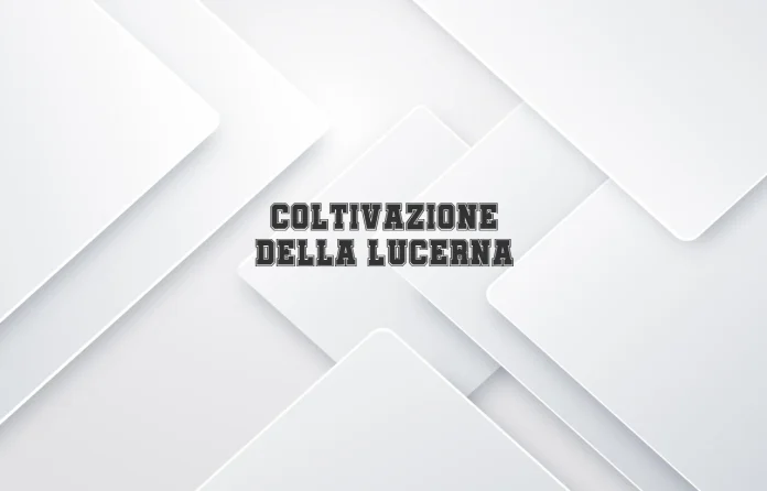 Coltivazione dellâ€™erba medica