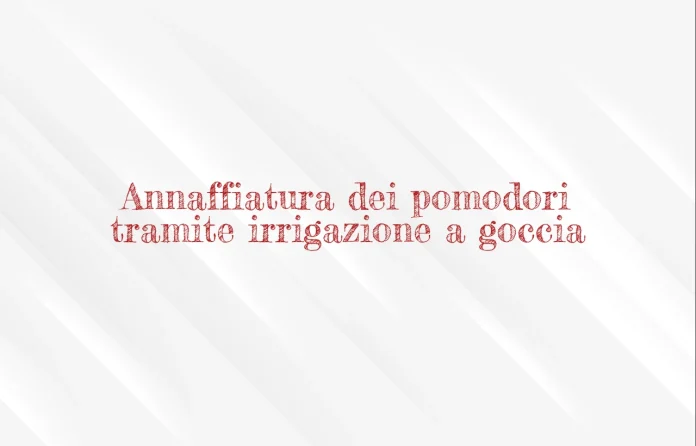 Annaffiatura a goccia dei pomodori