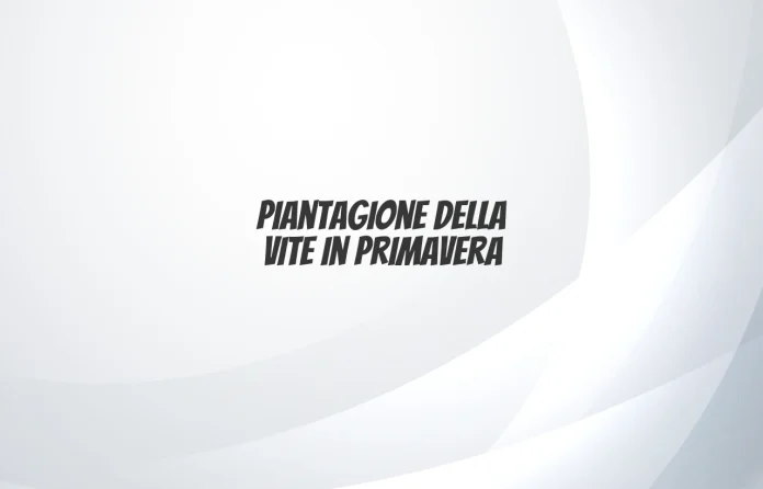Piantagione della vite in primavera