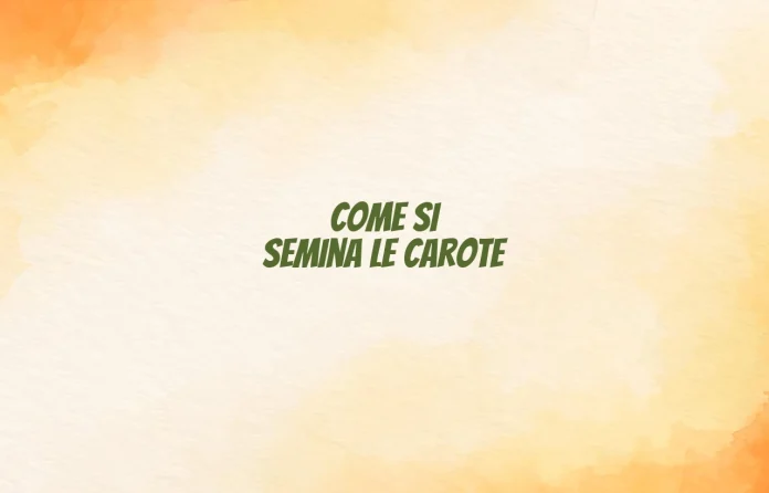 Come si semina le carote