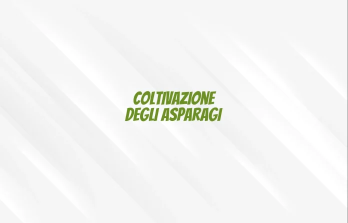 Coltivazione degli asparagi