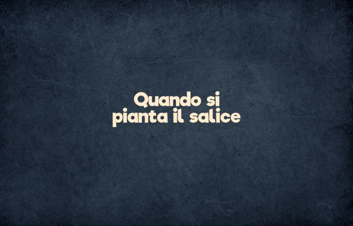 Quando si pianta il salice