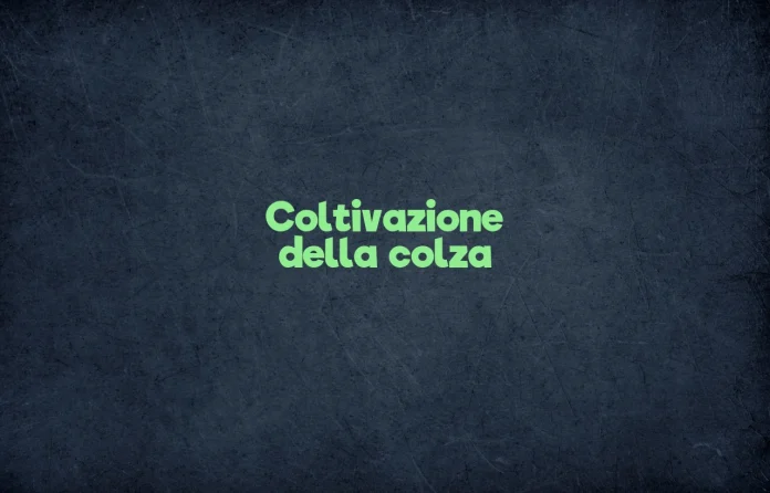 Coltivazione della colza
