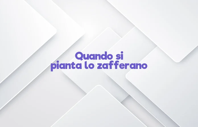 Quando si pianta lo zafferano