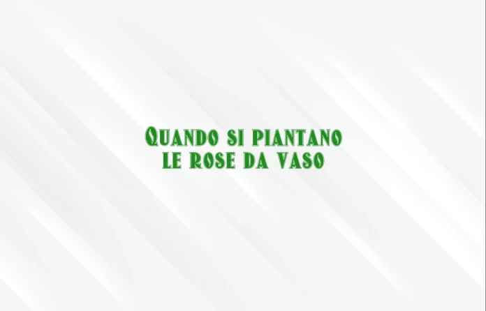 Quando si piantano le rose in vaso