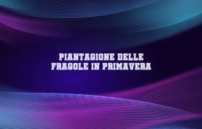 Piantagione delle fragole in primavera