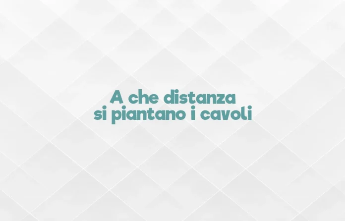 A quale distanza si pianta il cavolo