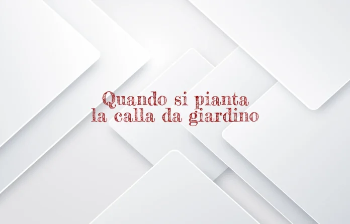 Quando si piantano le calle da giardino