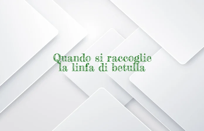 Quando si raccoglie la linfa di betulla