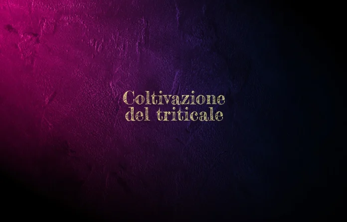 Coltivazione del triticale