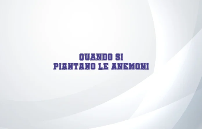 Quando si piantano le anemoni