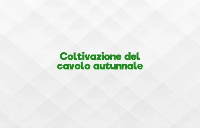 Coltivazione del cavolo autunnale