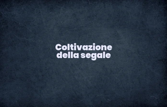 Coltivazione della segale
