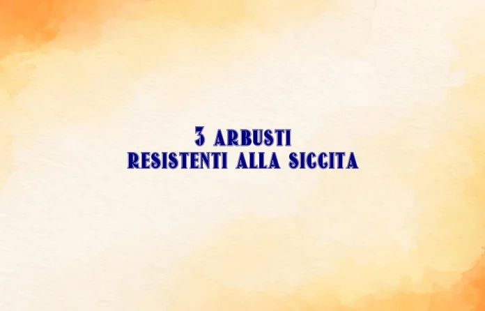 Arbusti resistenti alla siccitÃ 