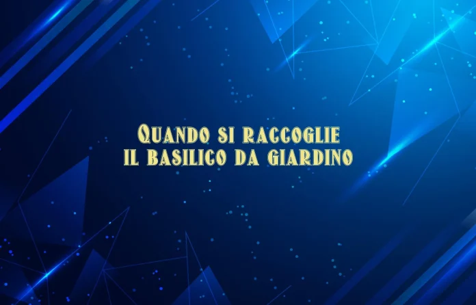 Quando si raccoglie il basilico da giardino
