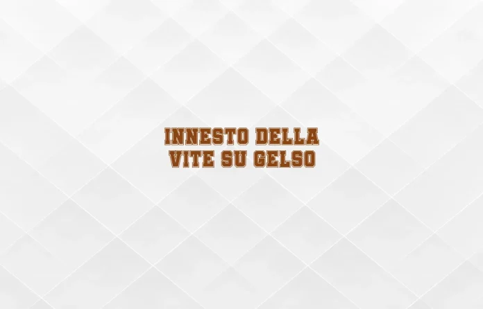 Innesto della vite su gelso