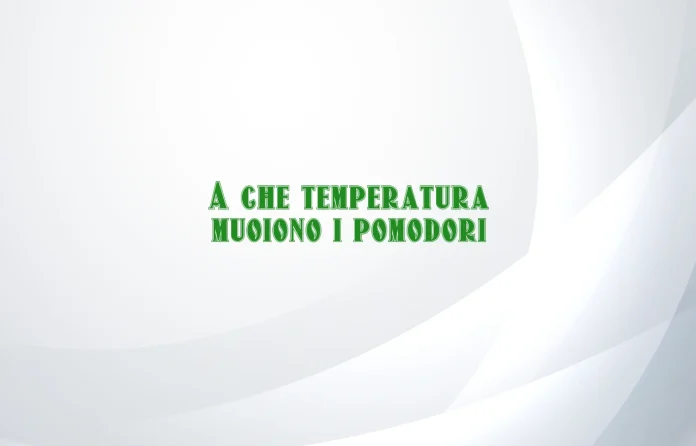 A che temperatura muoiono i pomodori
